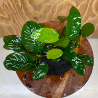 Pisces Enterprises One Only Anubias Jenny and Nana on Large Black Lava Rock Creation - One Only Anubias Jenny and Nana on Large Black Lava Rock Creation - One Only