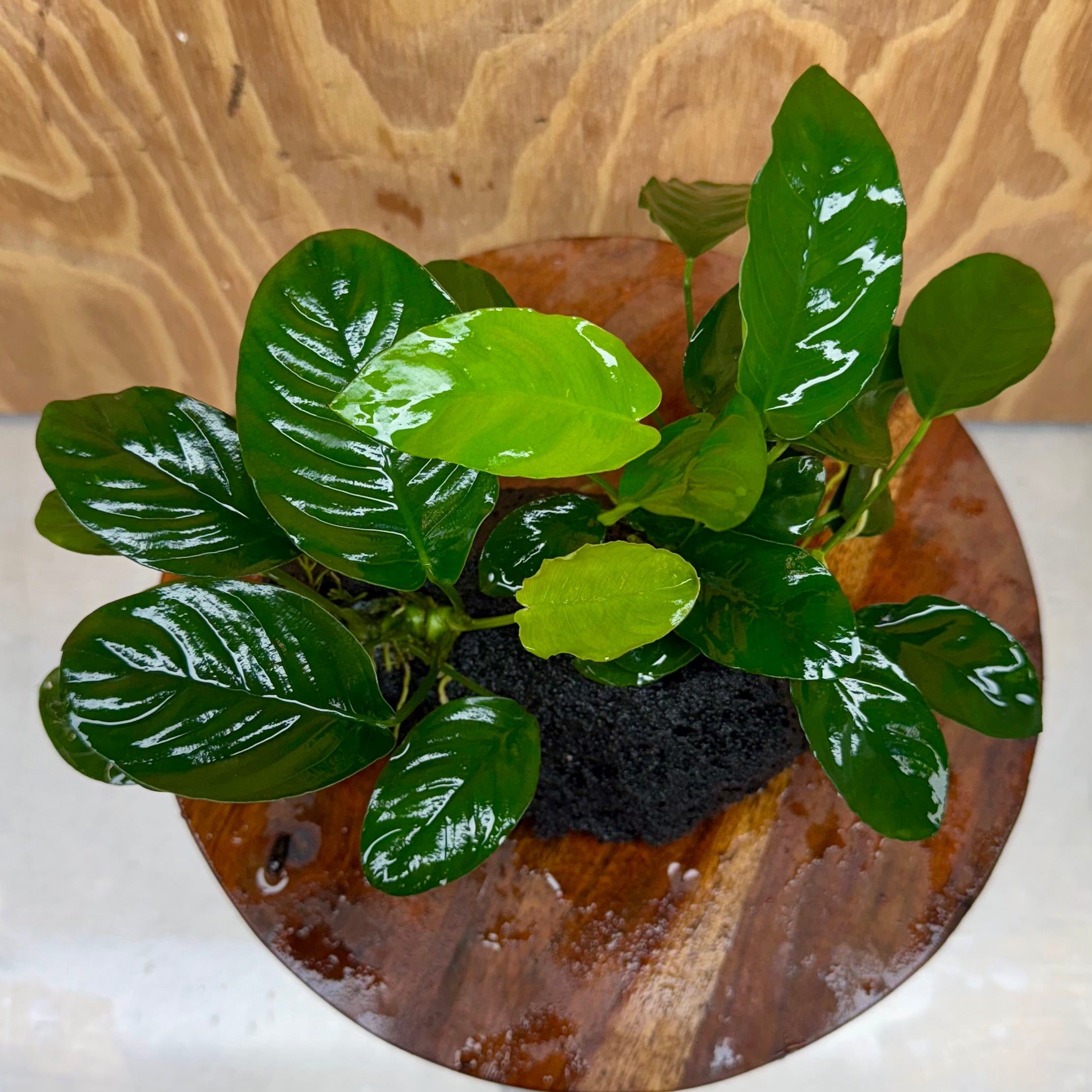 Pisces Enterprises One Only Anubias Jenny and Nana on Large Black Lava Rock Creation - One Only Anubias Jenny and Nana on Large Black Lava Rock Creation - One Only