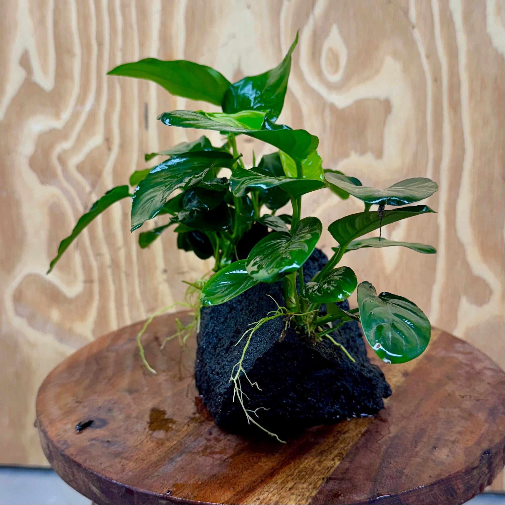 Pisces Enterprises One Only Anubias Jenny and Nana on Large Black Lava Rock Creation - One Only Anubias Jenny and Nana on Large Black Lava Rock Creation - One Only