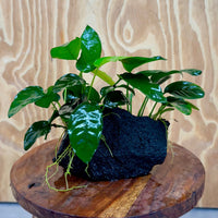 Pisces Enterprises One Only Anubias Jenny and Nana on Large Black Lava Rock Creation - One Only Anubias Jenny and Nana on Large Black Lava Rock Creation - One Only