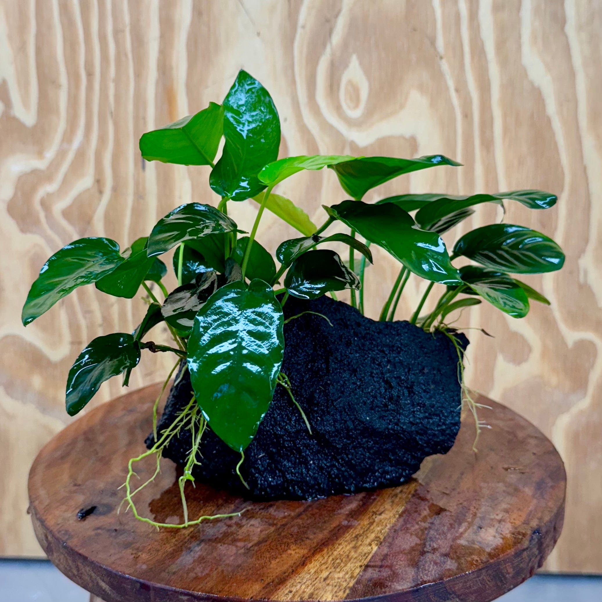 Pisces Enterprises One Only Anubias Jenny and Nana on Large Black Lava Rock Creation - One Only Anubias Jenny and Nana on Large Black Lava Rock Creation - One Only