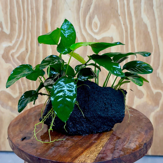 Pisces Enterprises One Only Anubias Jenny and Nana on Large Black Lava Rock Creation - One Only Anubias Jenny and Nana on Large Black Lava Rock Creation - One Only