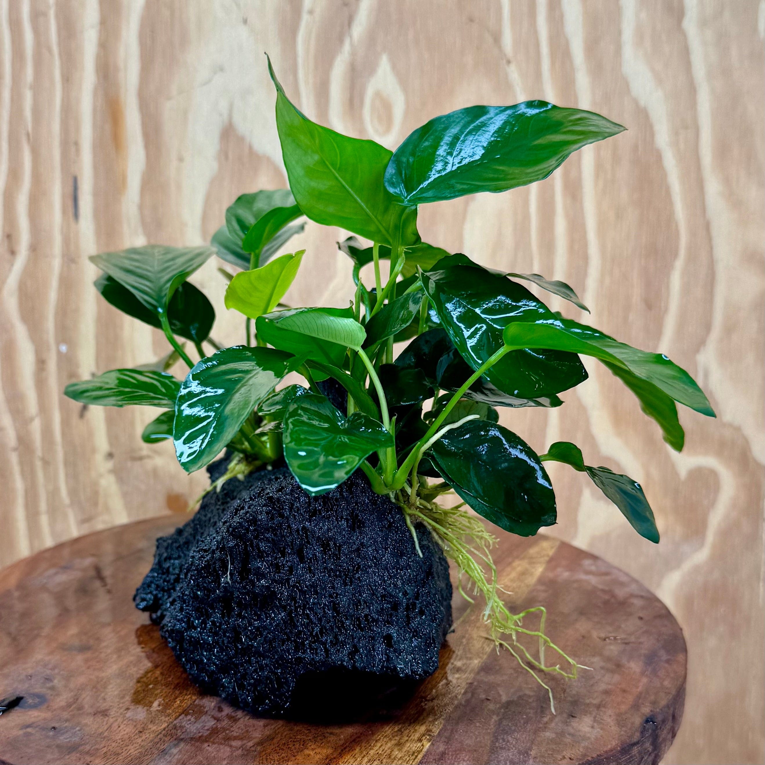 Pisces Enterprises One Only Anubias Jenny and Nana on Large Black Lava Rock Creation - One Only Anubias Jenny and Nana on Large Black Lava Rock Creation - One Only