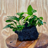 Pisces Enterprises One Only Anubias Jenny and Nana on Large Black Lava Rock Creation - One Only Anubias Jenny and Nana on Large Black Lava Rock Creation - One Only
