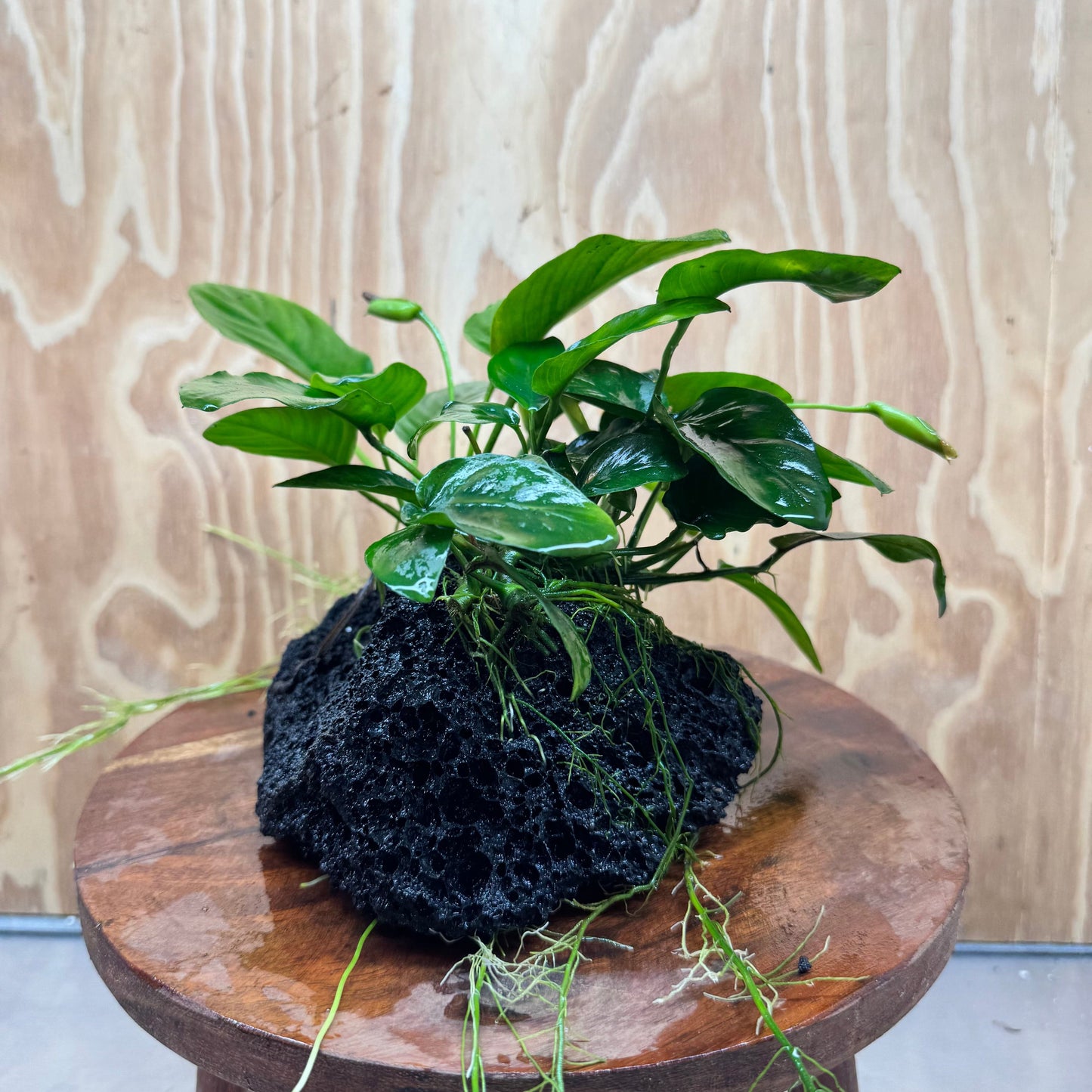 Pisces Enterprises One Only Anubias Jenny and Nana on Large Black Lava Rock Creation - One Only Anubias Jenny and Nana on Large Black Lava Rock Creation - One Only