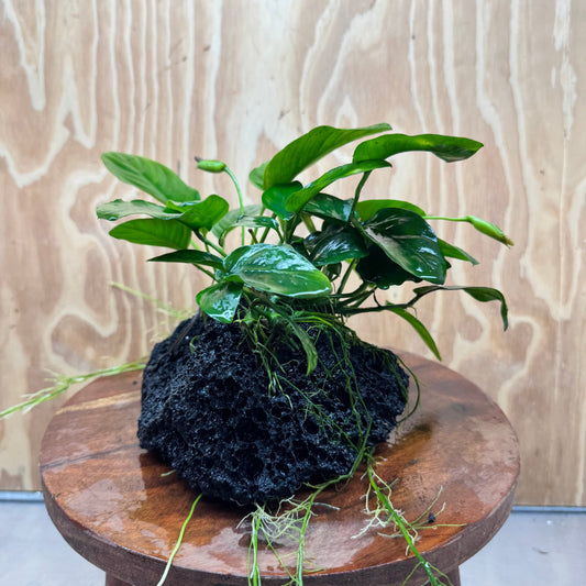 Pisces Enterprises One Only Anubias Jenny and Nana on Large Black Lava Rock Creation - One Only Anubias Jenny and Nana on Large Black Lava Rock Creation - One Only