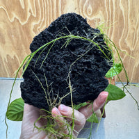 Pisces Enterprises One Only Anubias Jenny and Nana on Large Black Lava Rock Creation - One Only Anubias Jenny and Nana on Large Black Lava Rock Creation - One Only