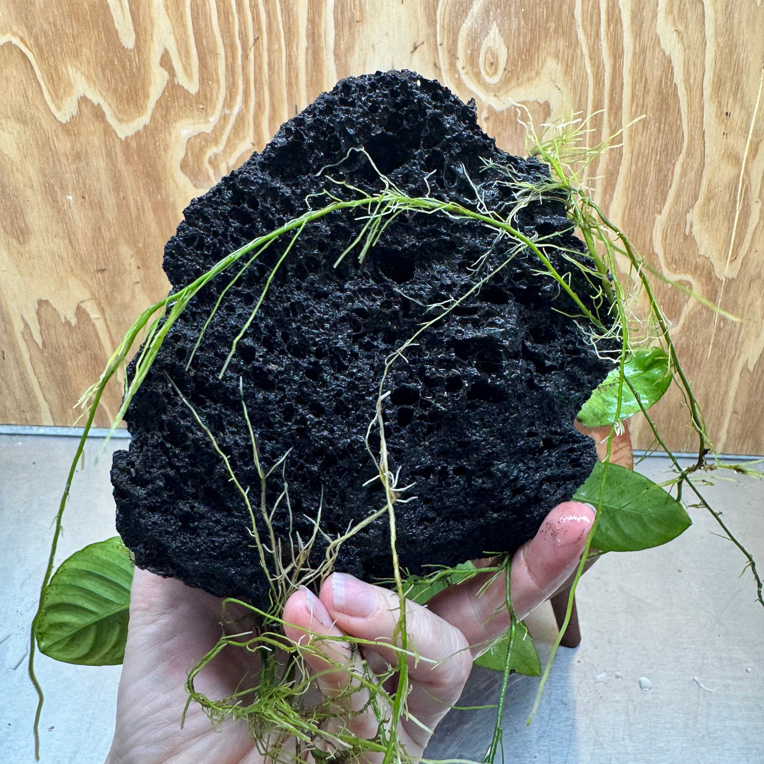 Pisces Enterprises One Only Anubias Jenny and Nana on Large Black Lava Rock Creation - One Only Anubias Jenny and Nana on Large Black Lava Rock Creation - One Only