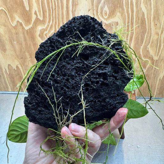 Pisces Enterprises One Only Anubias Jenny and Nana on Large Black Lava Rock Creation - One Only Anubias Jenny and Nana on Large Black Lava Rock Creation - One Only