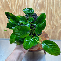 Pisces Enterprises One Only Anubias Jenny and Nana on Large Black Lava Rock Creation - One Only Anubias Jenny and Nana on Large Black Lava Rock Creation - One Only