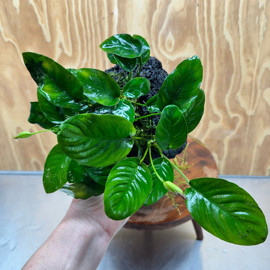 Pisces Enterprises One Only Anubias Jenny and Nana on Large Black Lava Rock Creation - One Only Anubias Jenny and Nana on Large Black Lava Rock Creation - One Only