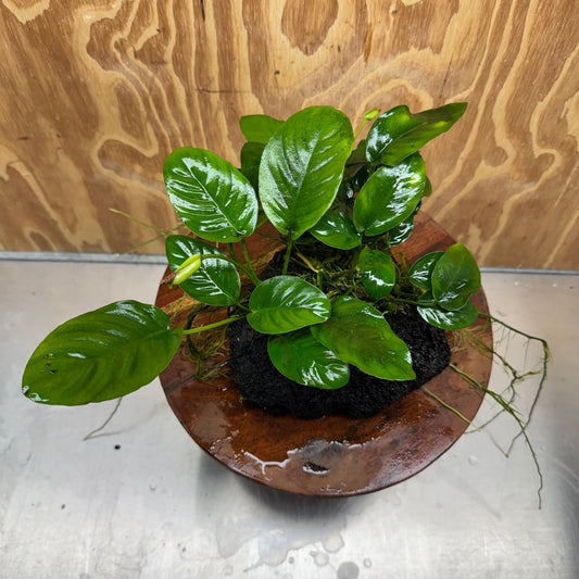 Pisces Enterprises One Only Anubias Jenny and Nana on Large Black Lava Rock Creation - One Only Anubias Jenny and Nana on Large Black Lava Rock Creation - One Only