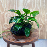 Pisces Enterprises One Only Anubias Jenny and Nana on Large Black Lava Rock Creation - One Only Anubias Jenny and Nana on Large Black Lava Rock Creation - One Only