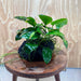 Pisces Enterprises One Only Anubias Jenny and Nana on Large Black Lava Rock Creation - One Only Anubias Jenny and Nana on Large Black Lava Rock Creation - One Only