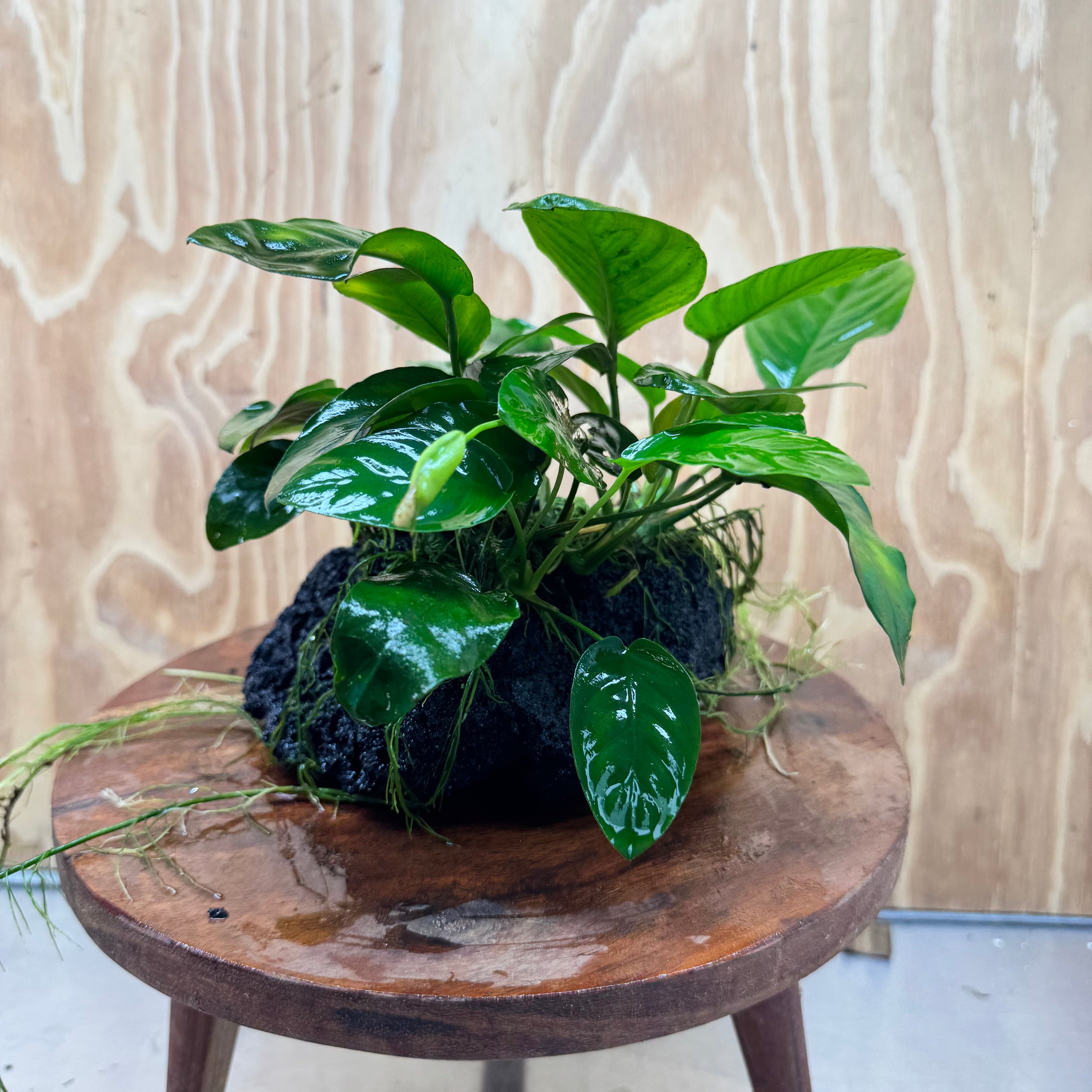 Pisces Enterprises One Only Anubias Jenny and Nana on Large Black Lava Rock Creation - One Only Anubias Jenny and Nana on Large Black Lava Rock Creation - One Only
