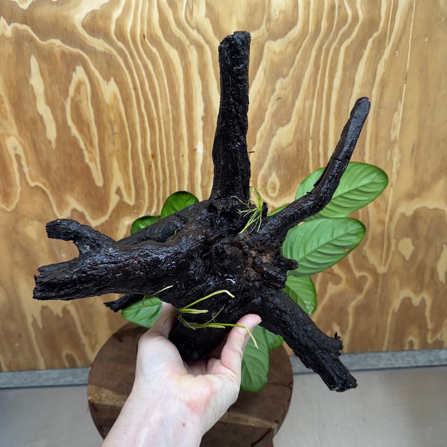 Pisces Enterprises One Only Anubias Jenny on Large Driftwood Creation - ONE ONLY Shop for Driftwood Aquarium Features, Anubias Jenny on Large One Only
