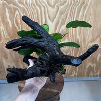 Pisces Enterprises One Only Anubias Jenny on Large Driftwood Creation - ONE ONLY Shop for Driftwood Aquarium Features, Anubias Jenny on Large One Only