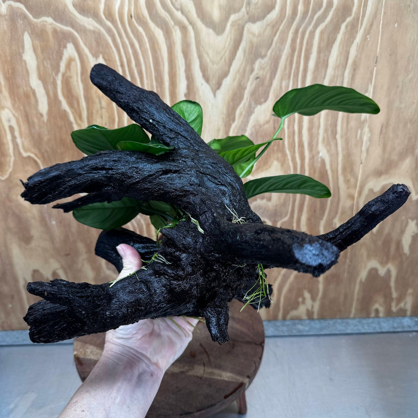 Pisces Enterprises One Only Anubias Jenny on Large Driftwood Creation - ONE ONLY Shop for Driftwood Aquarium Features, Anubias Jenny on Large One Only