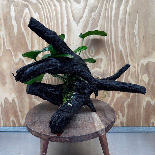 Pisces Enterprises One Only Anubias Jenny on Large Driftwood Creation - ONE ONLY Shop for Driftwood Aquarium Features, Anubias Jenny on Large One Only