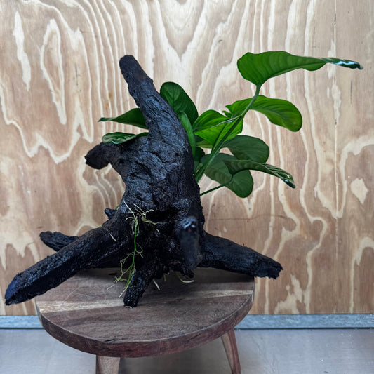 Pisces Enterprises One Only Anubias Jenny on Large Driftwood Creation - ONE ONLY Shop for Driftwood Aquarium Features, Anubias Jenny on Large One Only