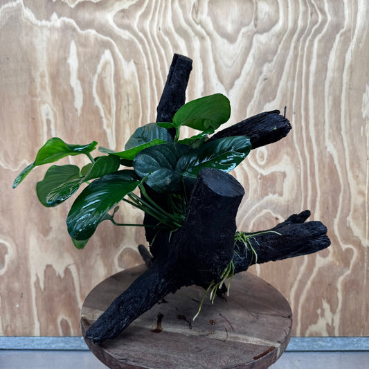 Pisces Enterprises One Only Anubias Jenny on Large Driftwood Creation - ONE ONLY Shop for Driftwood Aquarium Features, Anubias Jenny on Large One Only
