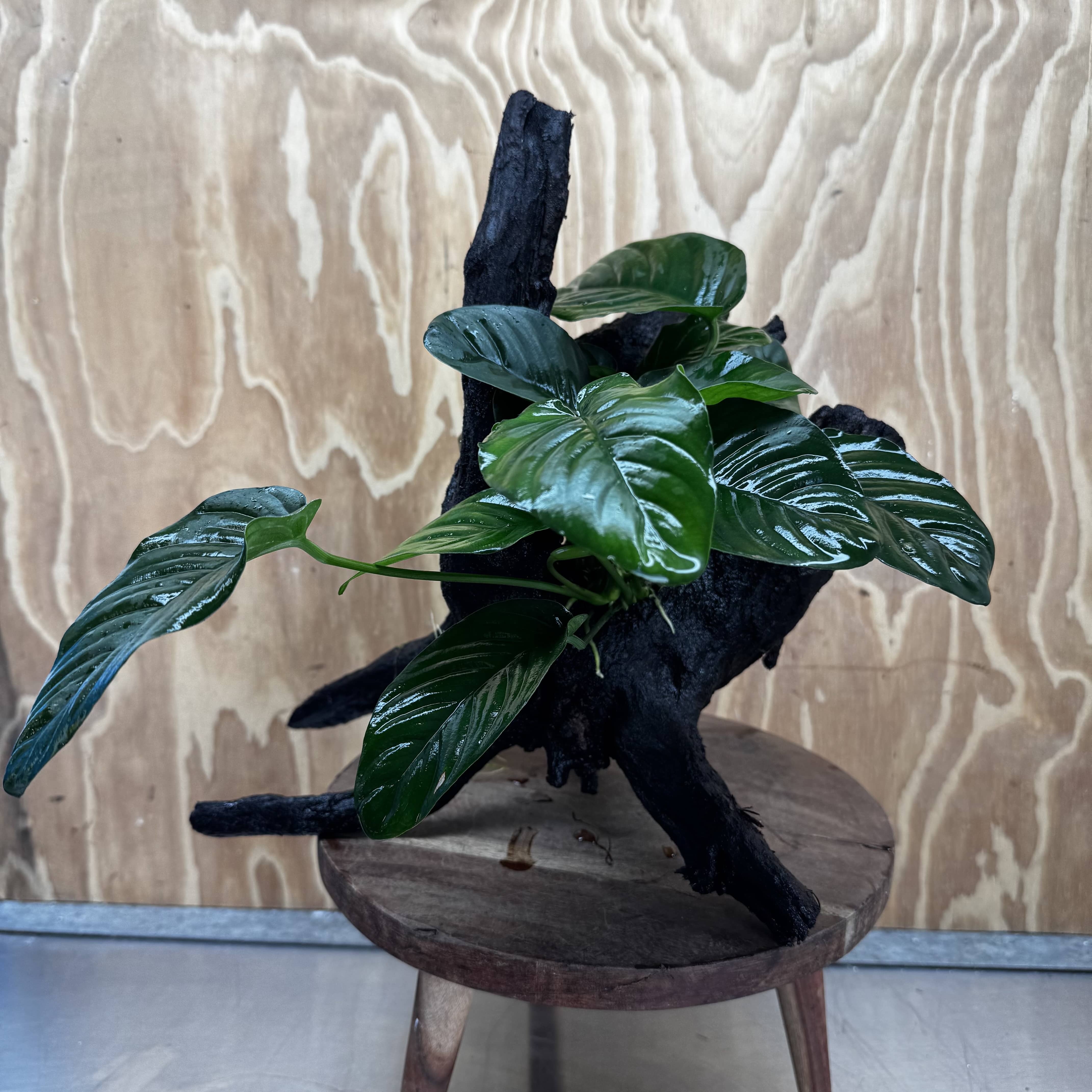 Pisces Enterprises One Only Anubias Jenny on Large Driftwood Creation - ONE ONLY Shop for Driftwood Aquarium Features, Anubias Jenny on Large One Only