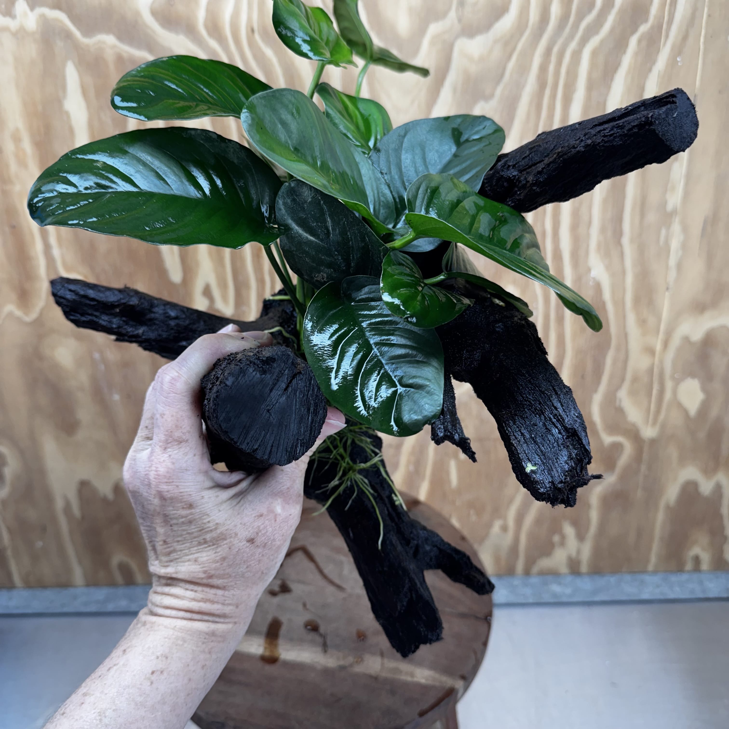 Pisces Enterprises One Only Anubias Jenny on Large Driftwood Creation - ONE ONLY Shop for Driftwood Aquarium Features, Anubias Jenny on Large One Only