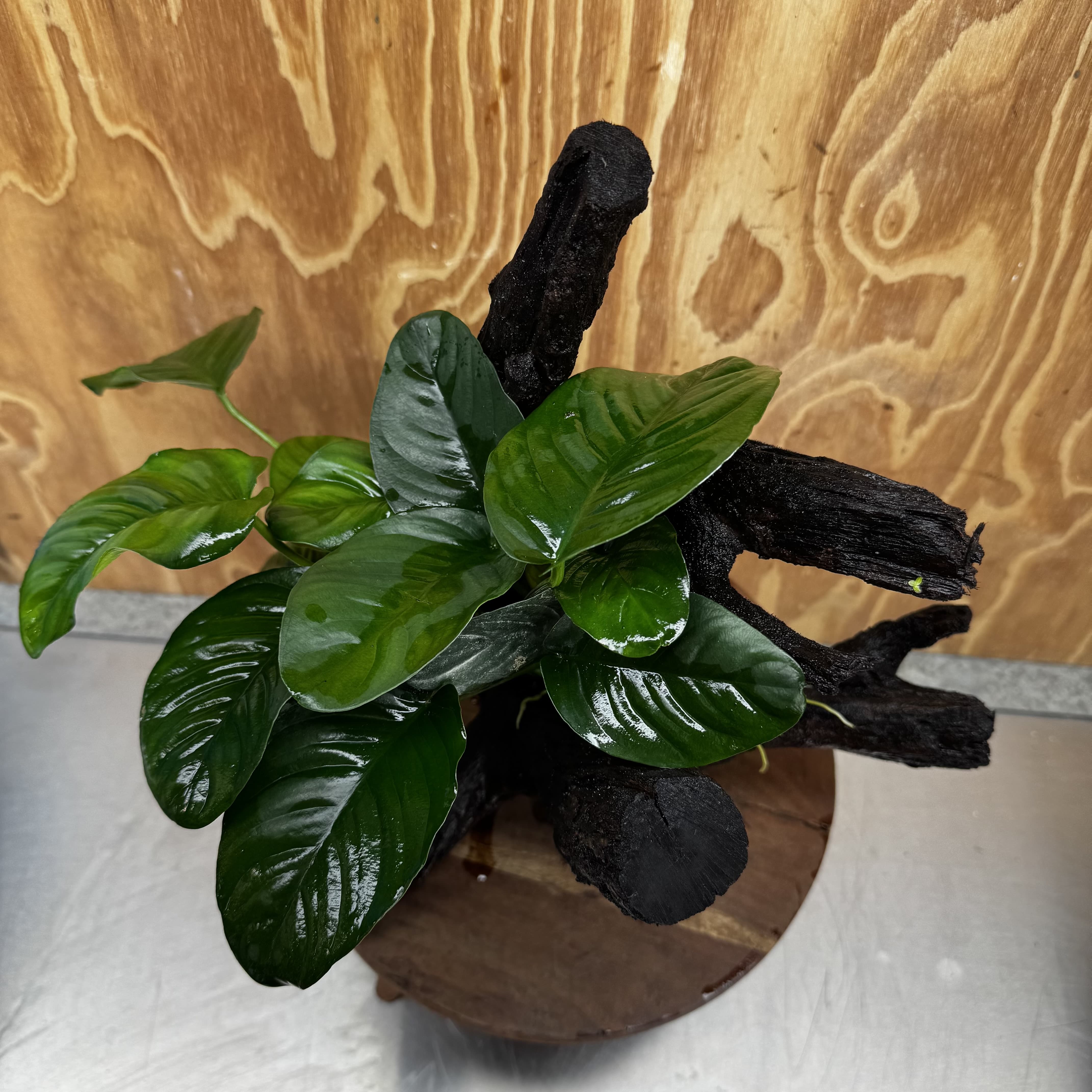 Pisces Enterprises One Only Anubias Jenny on Large Driftwood Creation - ONE ONLY Shop for Driftwood Aquarium Features, Anubias Jenny on Large One Only