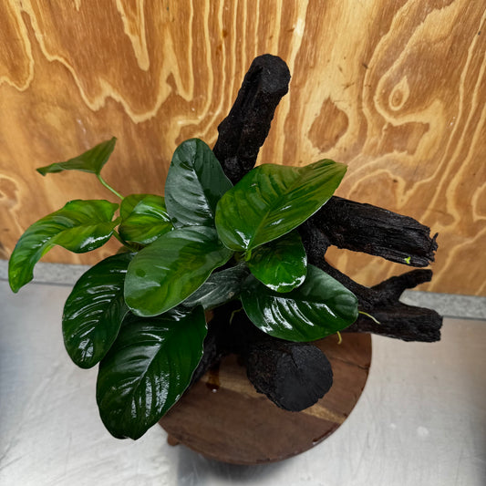 Pisces Enterprises One Only Anubias Jenny on Large Driftwood Creation - ONE ONLY Shop for Driftwood Aquarium Features, Anubias Jenny on Large One Only