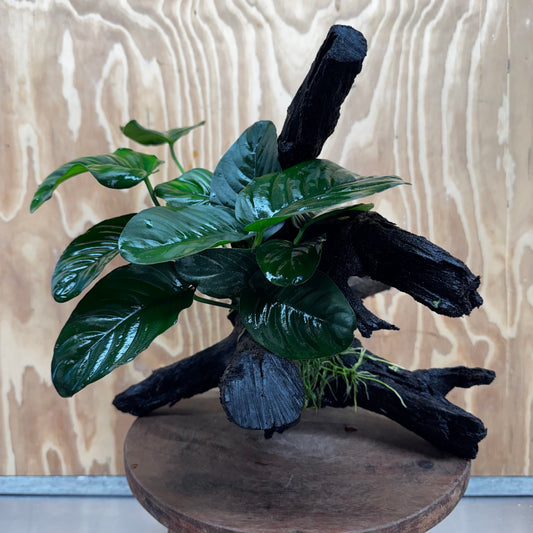 Pisces Enterprises One Only Anubias Jenny on Large Driftwood Creation - ONE ONLY Shop for Driftwood Aquarium Features, Anubias Jenny on Large One Only