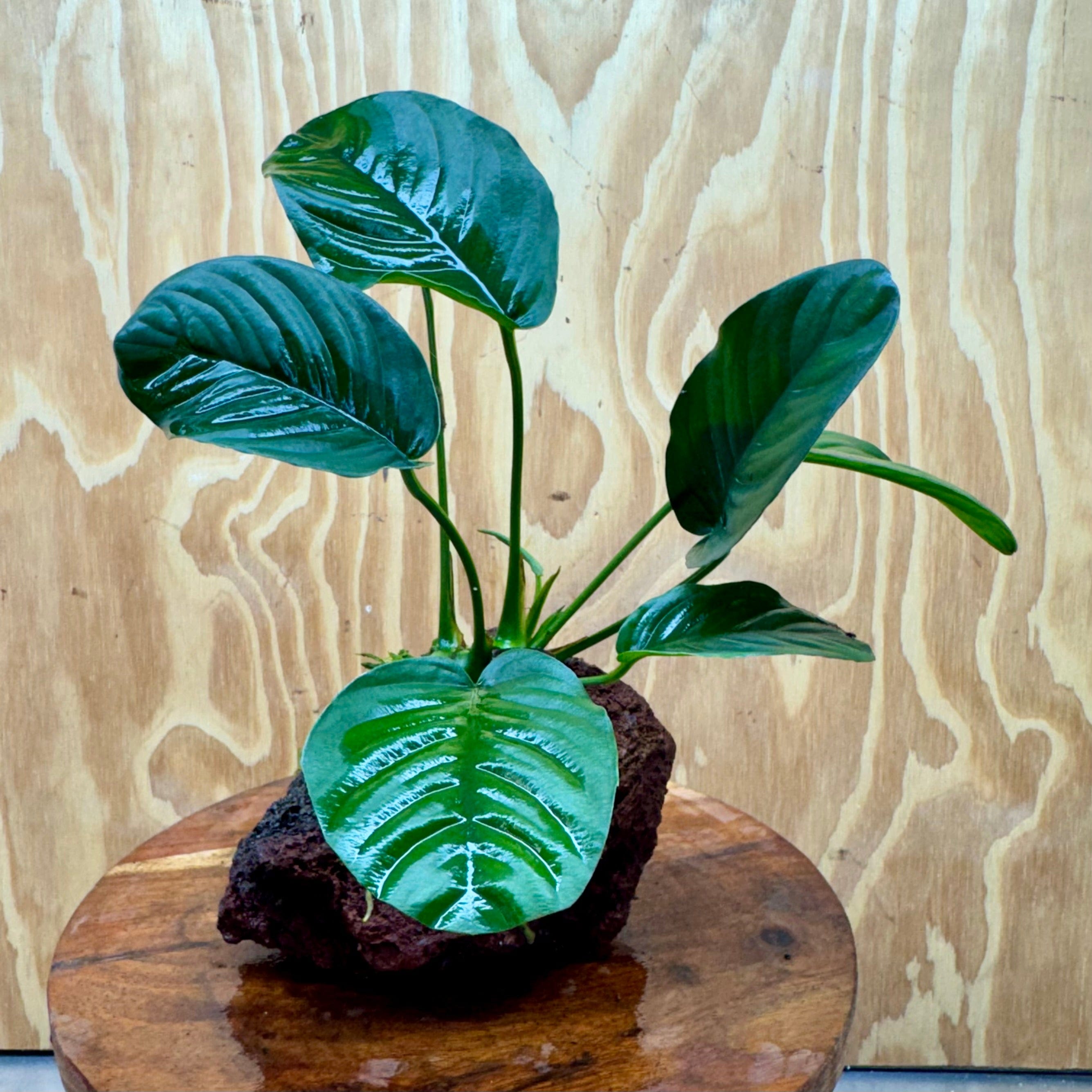 Pisces Enterprises One Only Anubias Jenny on Large Red Lava Rock Creation - One Only Buy Anubias Jenny on Large Red Lava Rock Creation One Only for Aquarium