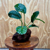 Pisces Enterprises One Only Anubias Jenny on Large Red Lava Rock Creation - One Only Buy Anubias Jenny on Large Red Lava Rock Creation One Only for Aquarium