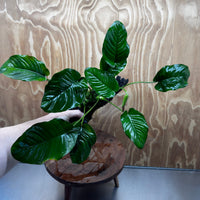 Pisces Enterprises One Only Anubias Jenny on Medium Driftwood Creation - One Only - Delightful Buy Anubias Jenny on Medium Driftwood - one only - Aquarium Plants