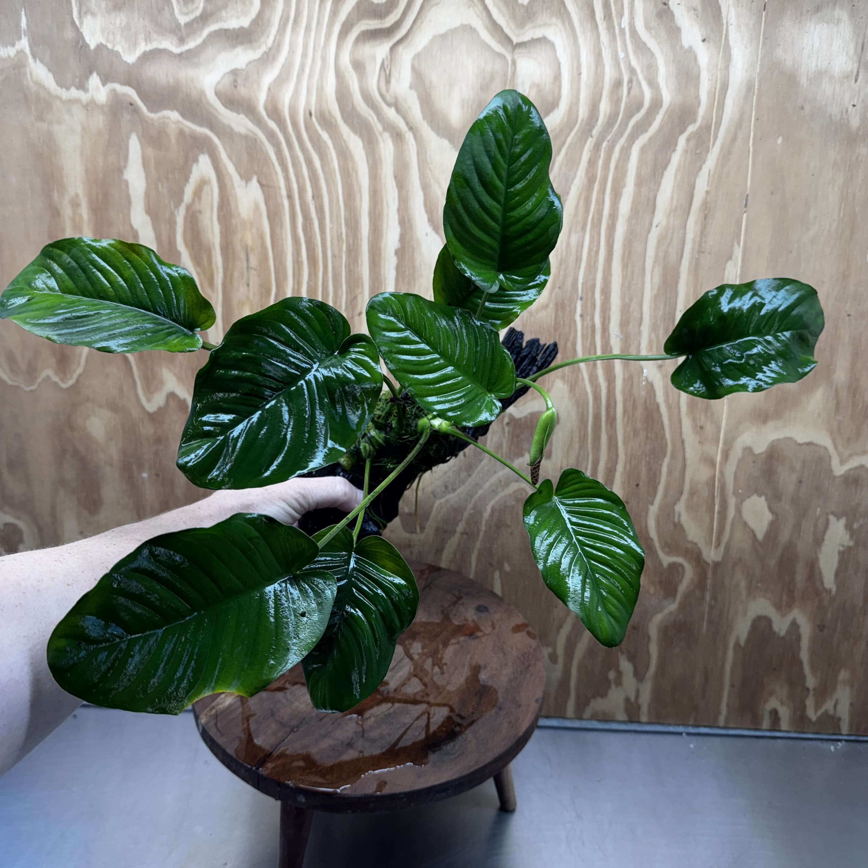 Pisces Enterprises One Only Anubias Jenny on Medium Driftwood Creation - One Only - Delightful Buy Anubias Jenny on Medium Driftwood - one only - Aquarium Plants