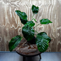 Pisces Enterprises One Only Anubias Jenny on Medium Driftwood Creation - One Only - Delightful Buy Anubias Jenny on Medium Driftwood - one only - Aquarium Plants