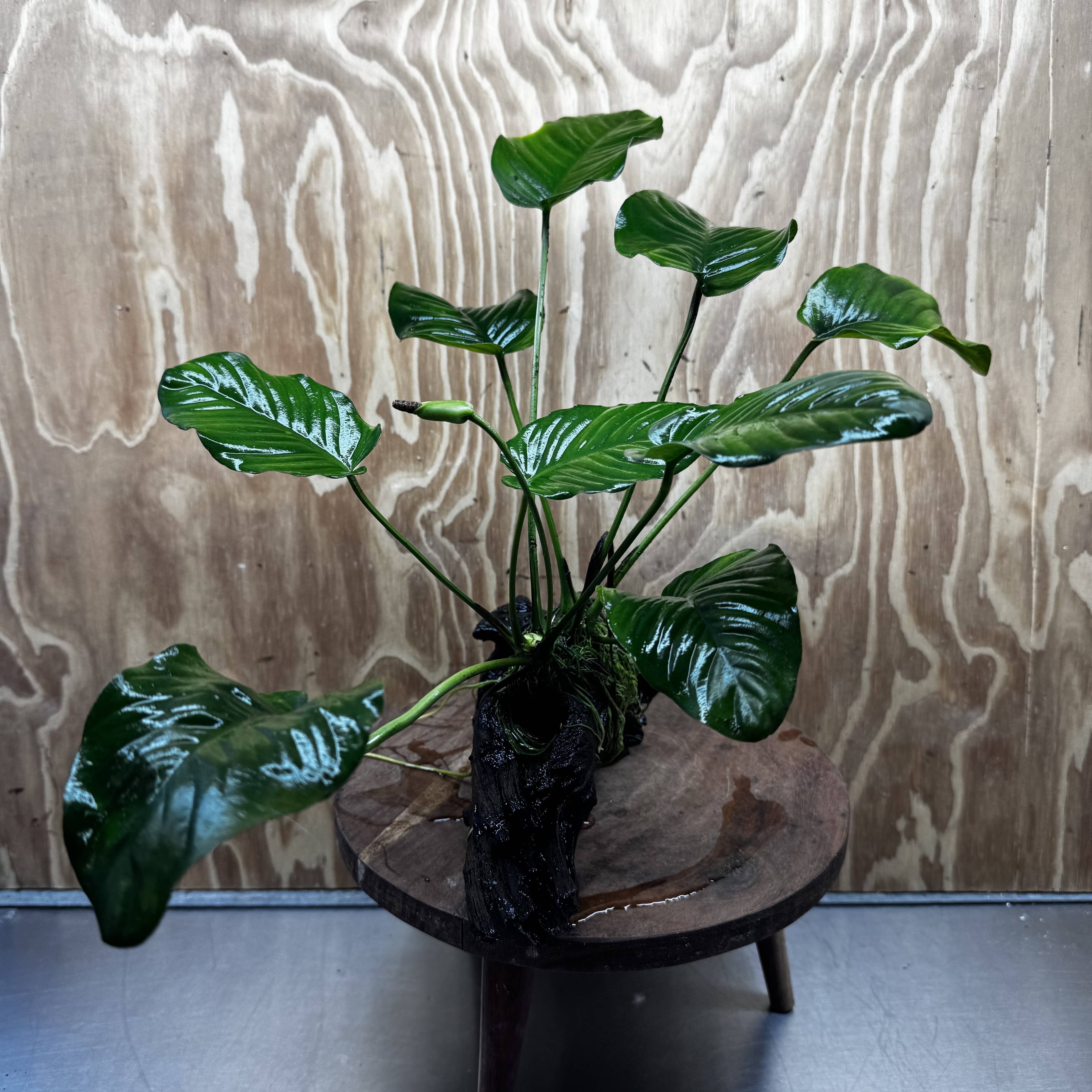 Pisces Enterprises One Only Anubias Jenny on Medium Driftwood Creation - One Only - Delightful Buy Anubias Jenny on Medium Driftwood - one only - Aquarium Plants
