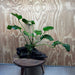 Pisces Enterprises One Only Anubias Jenny on Medium Driftwood Creation - One Only - Delightful Buy Anubias Jenny on Medium Driftwood - one only - Aquarium Plants