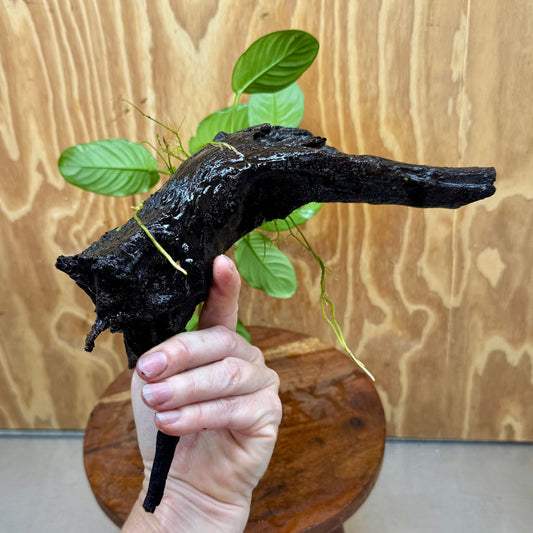 Scapeshop.com.au One Only Anubias 'Jenny' on Medium Driftwood Creation - One Only - Grace Anubias Jenny on Medium Driftwood - ONE ONLY - Scapeshop