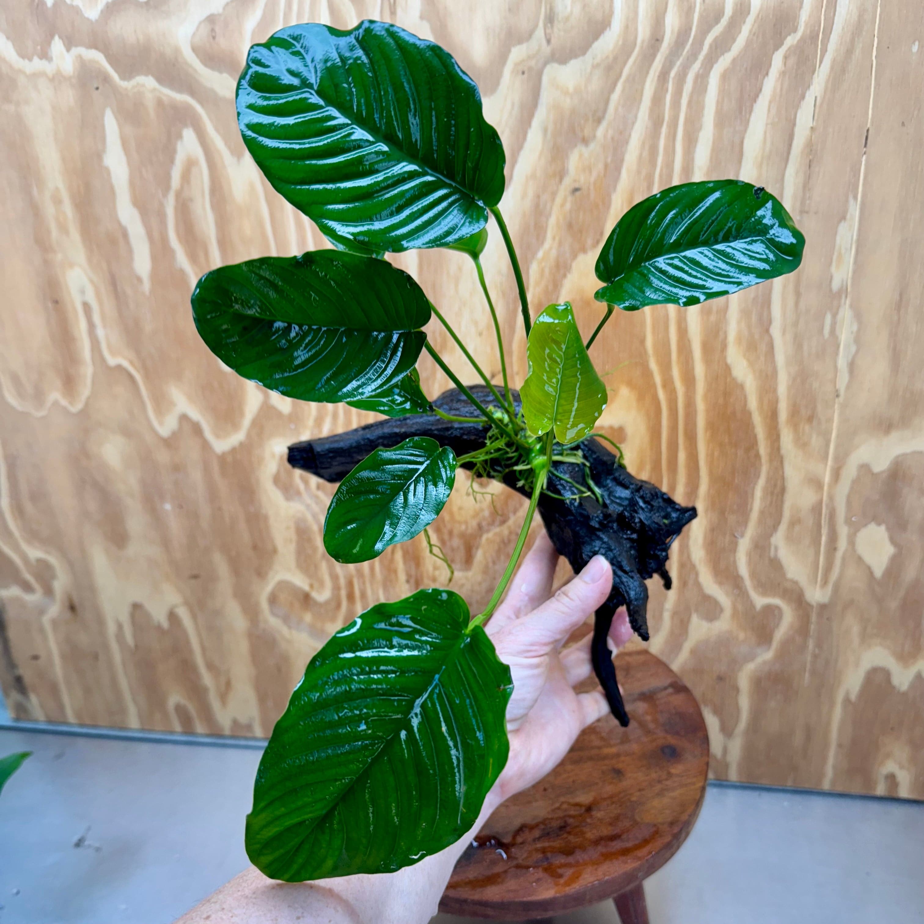 Scapeshop.com.au One Only Anubias 'Jenny' on Medium Driftwood Creation - One Only - Grace Anubias Jenny on Medium Driftwood - ONE ONLY - Scapeshop