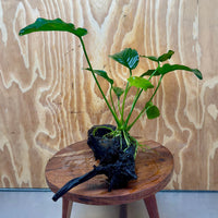 Scapeshop.com.au One Only Anubias 'Jenny' on Medium Driftwood Creation - One Only - Grace Anubias Jenny on Medium Driftwood - ONE ONLY - Scapeshop