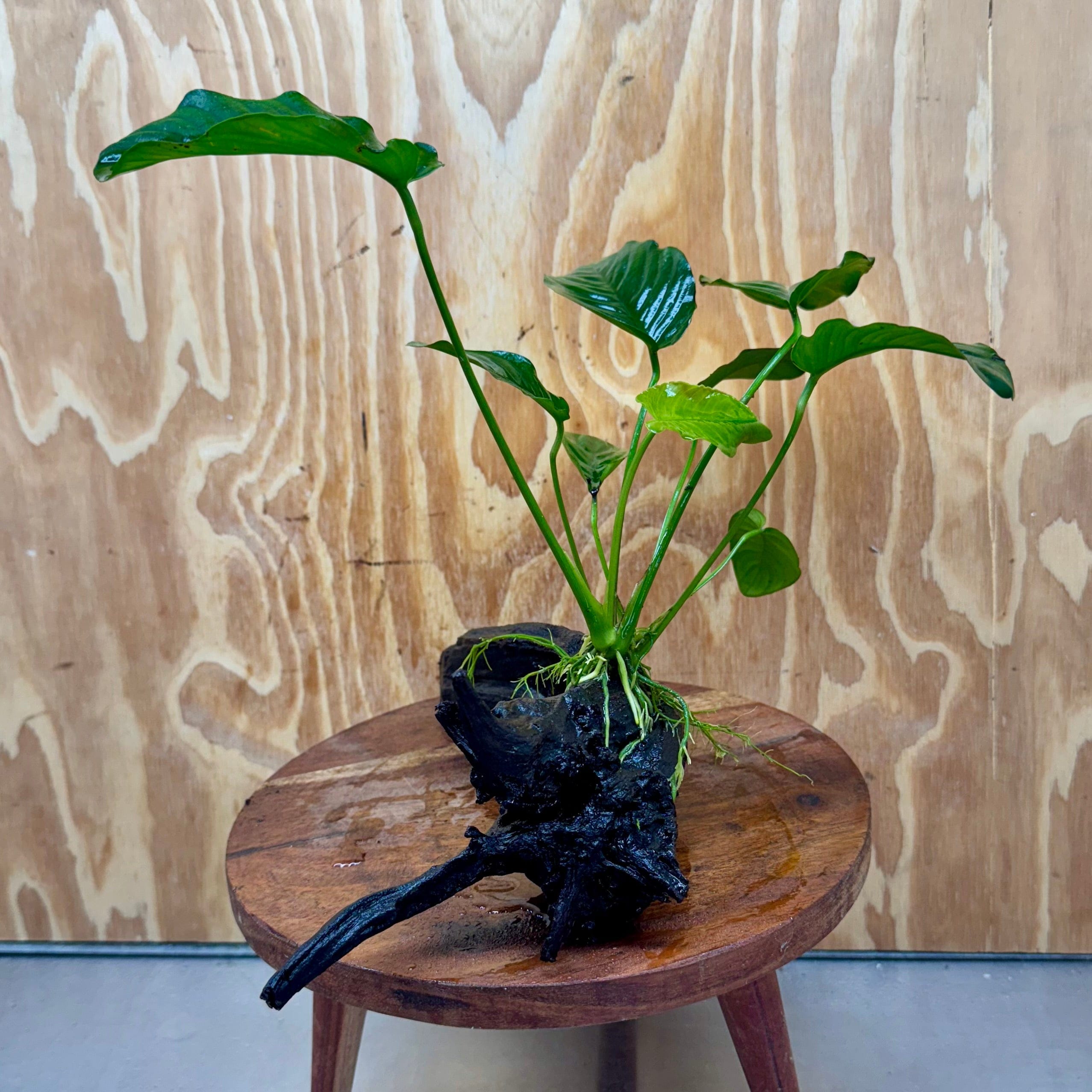 Scapeshop.com.au One Only Anubias 'Jenny' on Medium Driftwood Creation - One Only - Grace Anubias Jenny on Medium Driftwood - ONE ONLY - Scapeshop