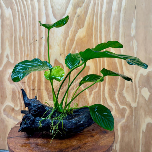 Scapeshop.com.au One Only Anubias 'Jenny' on Medium Driftwood Creation - One Only - Grace Anubias Jenny on Medium Driftwood - ONE ONLY - Scapeshop