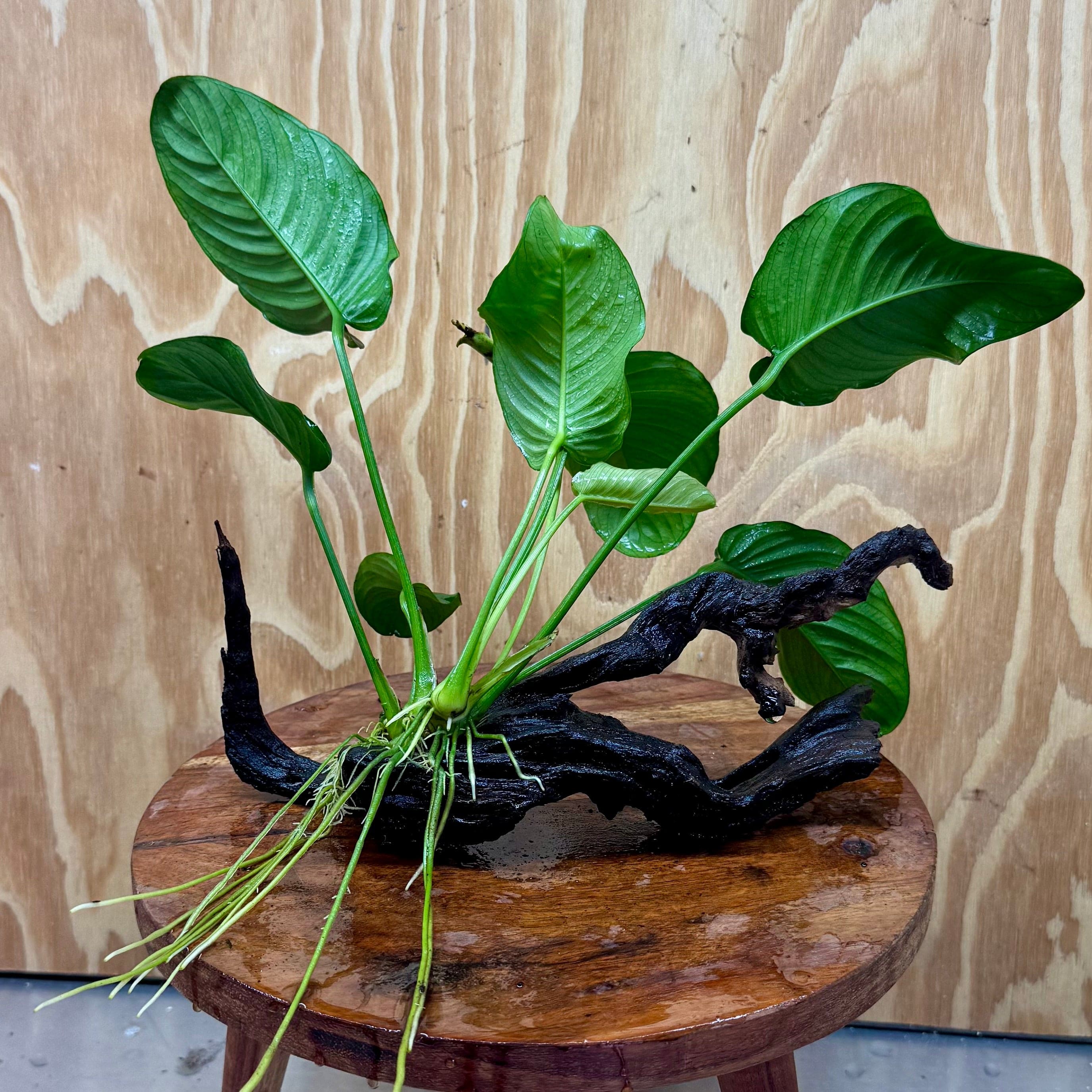 Scapeshop.com.au One Only Anubias 'Jenny' on Medium Driftwood Creation - One Only - Grace Anubias Jenny on Medium Driftwood - ONE ONLY - Scapeshop