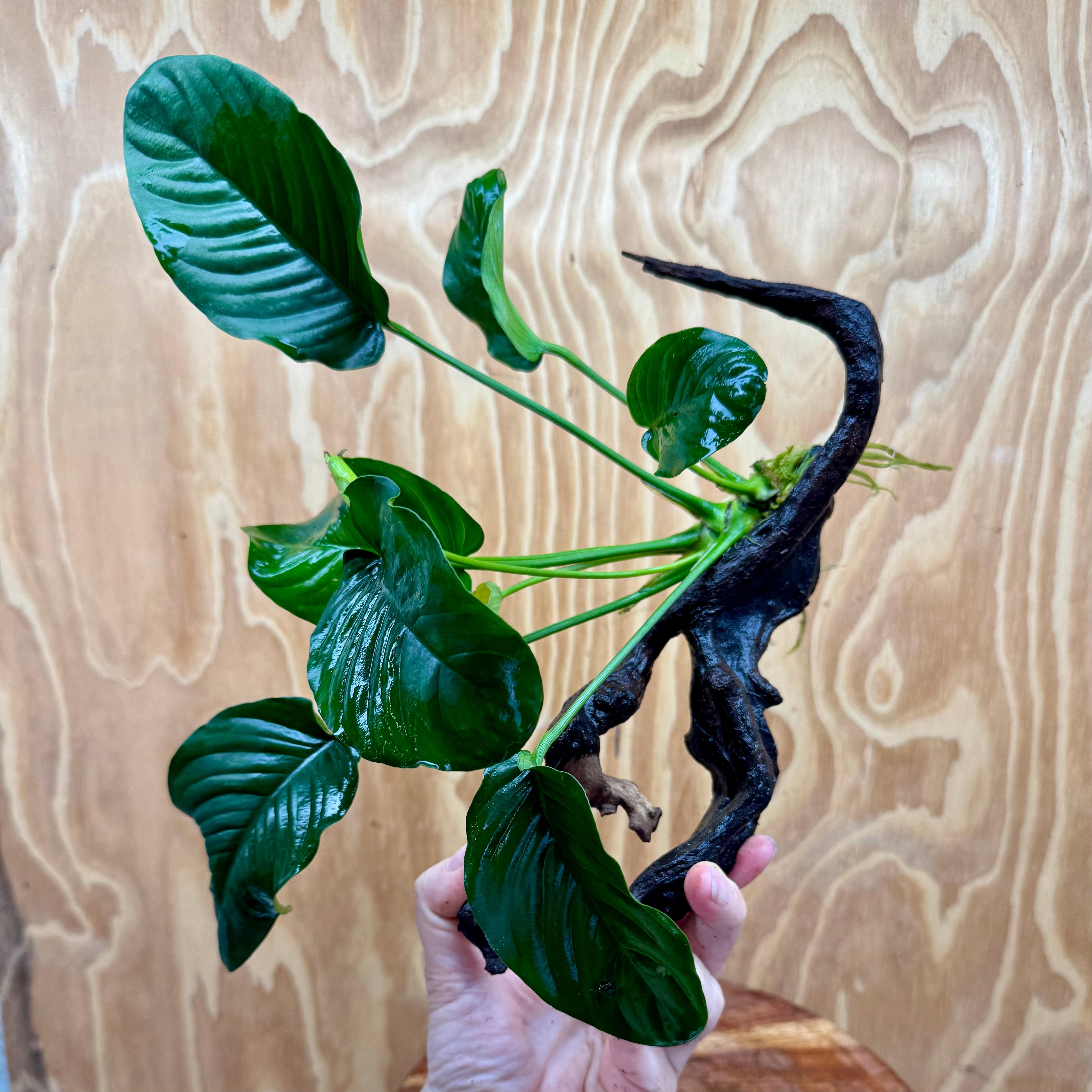 Scapeshop.com.au One Only Anubias 'Jenny' on Medium Driftwood Creation - One Only - Grace Anubias Jenny on Medium Driftwood - ONE ONLY - Scapeshop