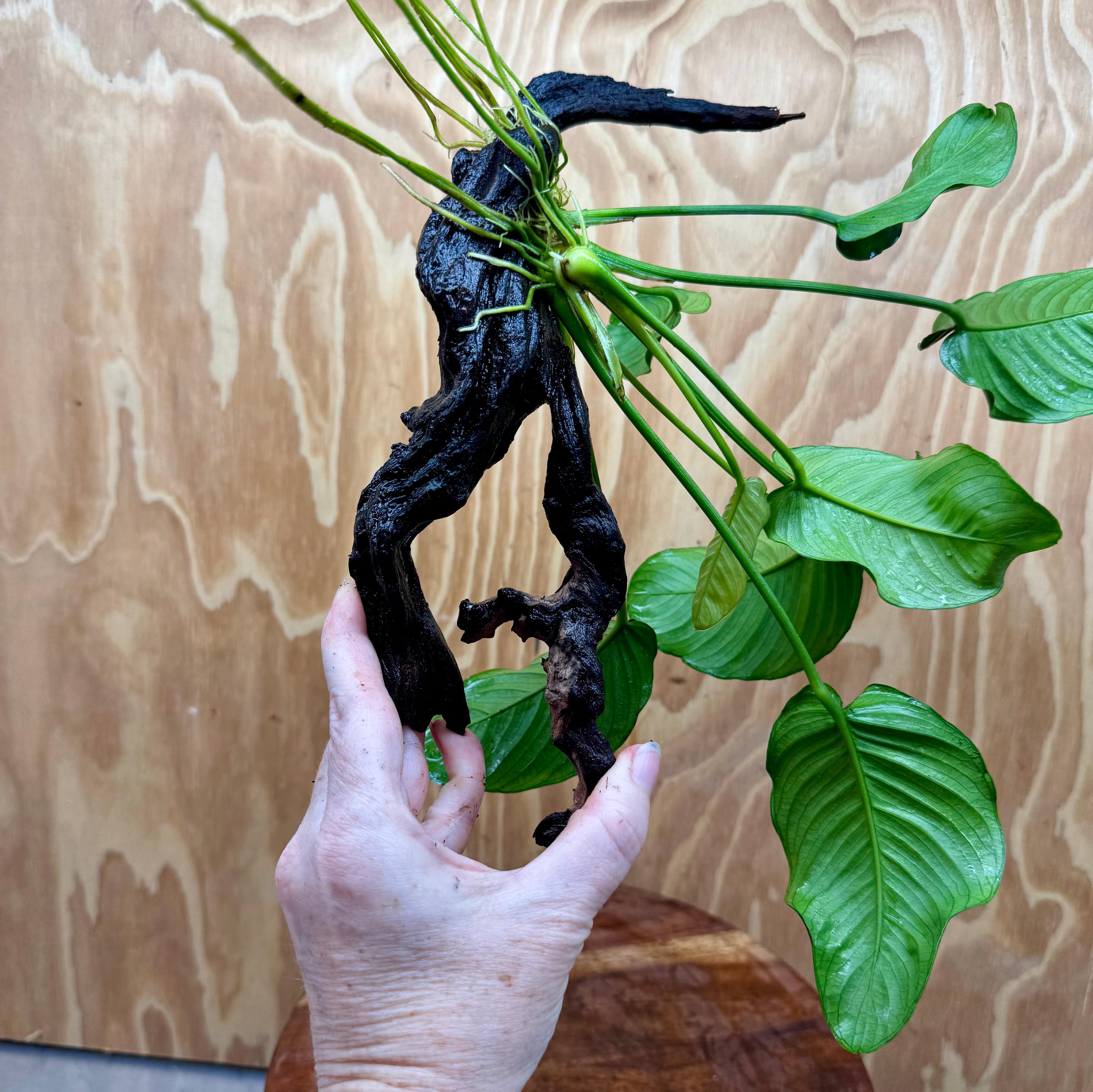 Scapeshop.com.au One Only Anubias 'Jenny' on Medium Driftwood Creation - One Only - Grace Anubias Jenny on Medium Driftwood - ONE ONLY - Scapeshop