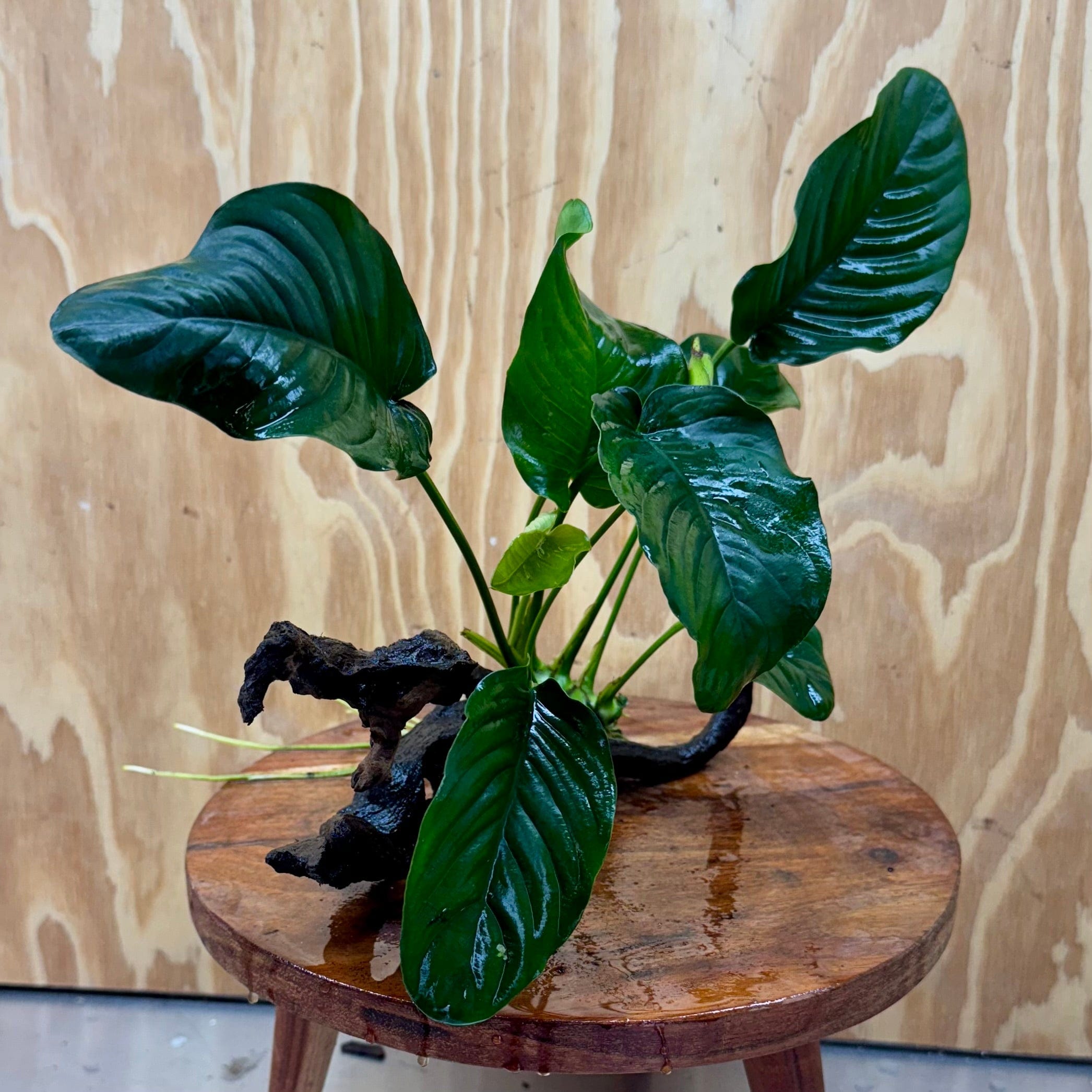 Scapeshop.com.au One Only Anubias 'Jenny' on Medium Driftwood Creation - One Only - Grace Anubias Jenny on Medium Driftwood - ONE ONLY - Scapeshop