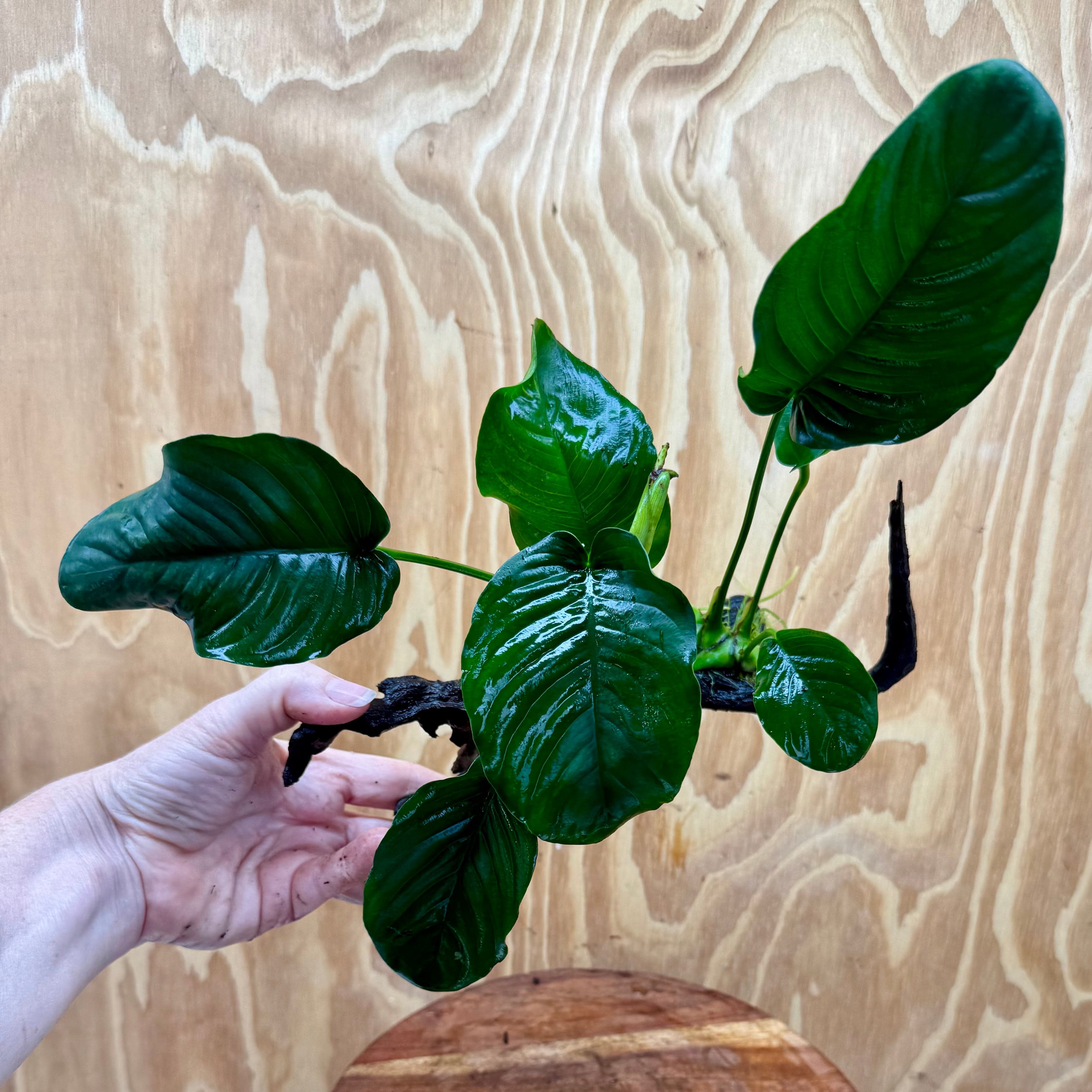 Scapeshop.com.au One Only Anubias 'Jenny' on Medium Driftwood Creation - One Only - Grace Anubias Jenny on Medium Driftwood - ONE ONLY - Scapeshop