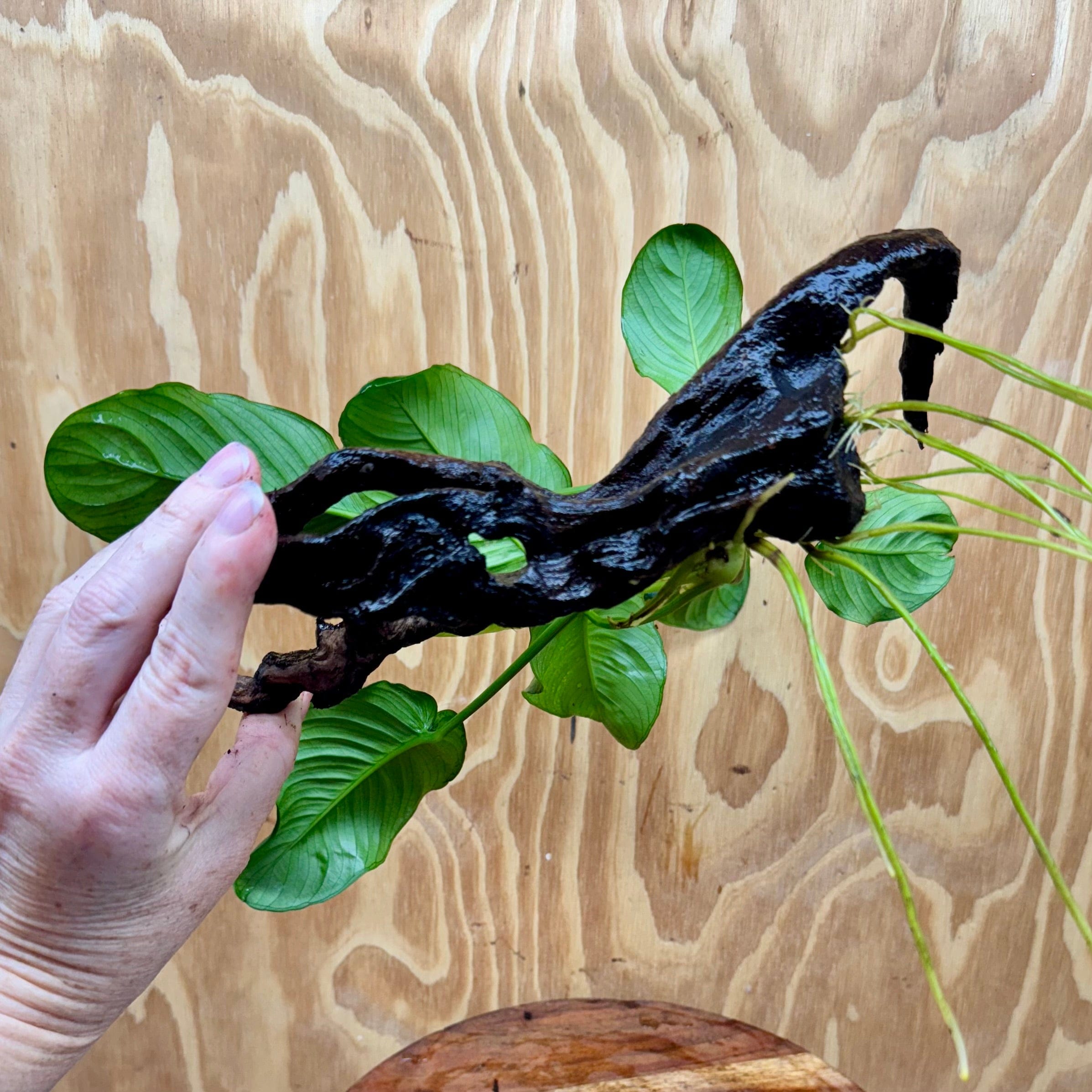 Scapeshop.com.au One Only Anubias 'Jenny' on Medium Driftwood Creation - One Only - Grace Anubias Jenny on Medium Driftwood - ONE ONLY - Scapeshop