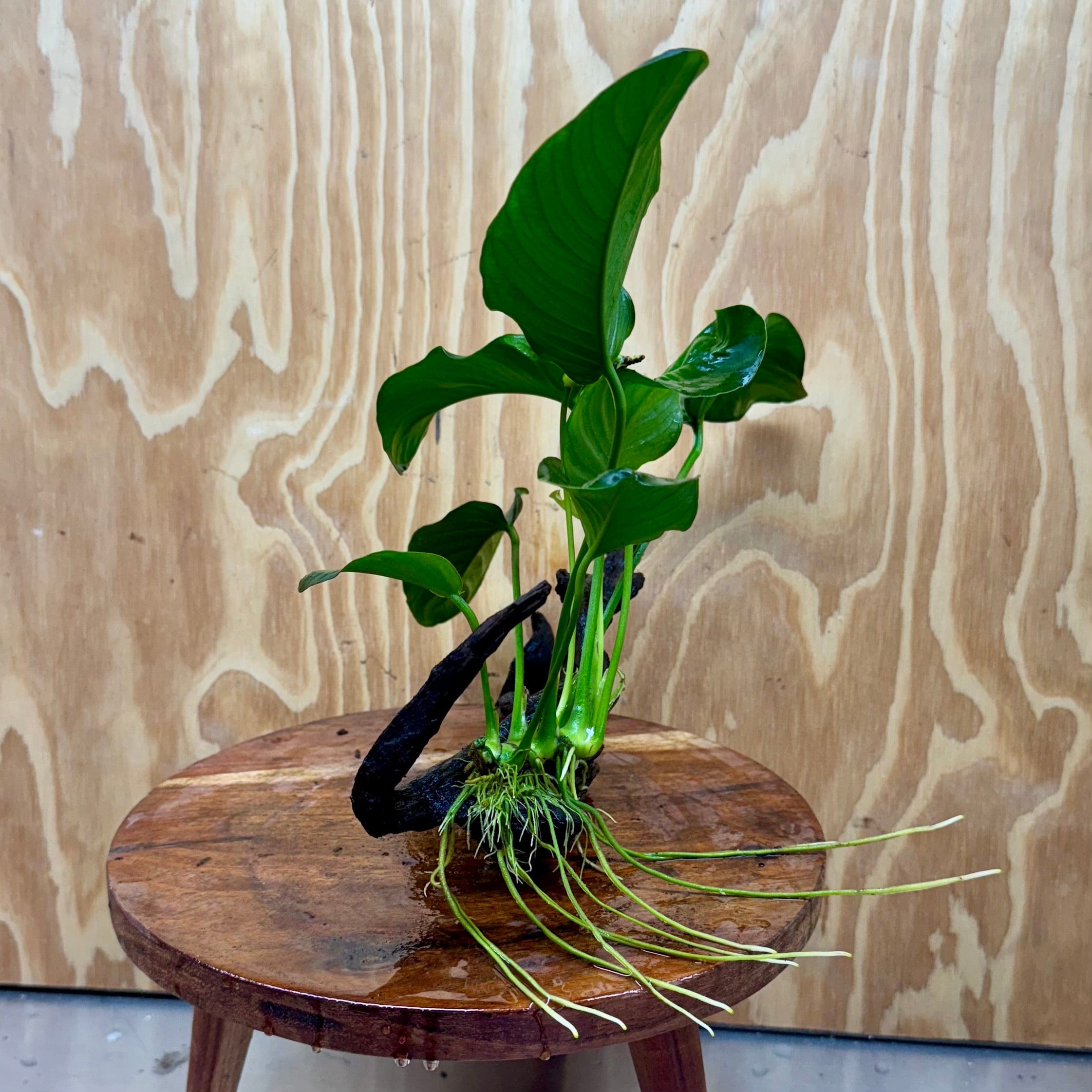 Scapeshop.com.au One Only Anubias 'Jenny' on Medium Driftwood Creation - One Only - Grace Anubias Jenny on Medium Driftwood - ONE ONLY - Scapeshop