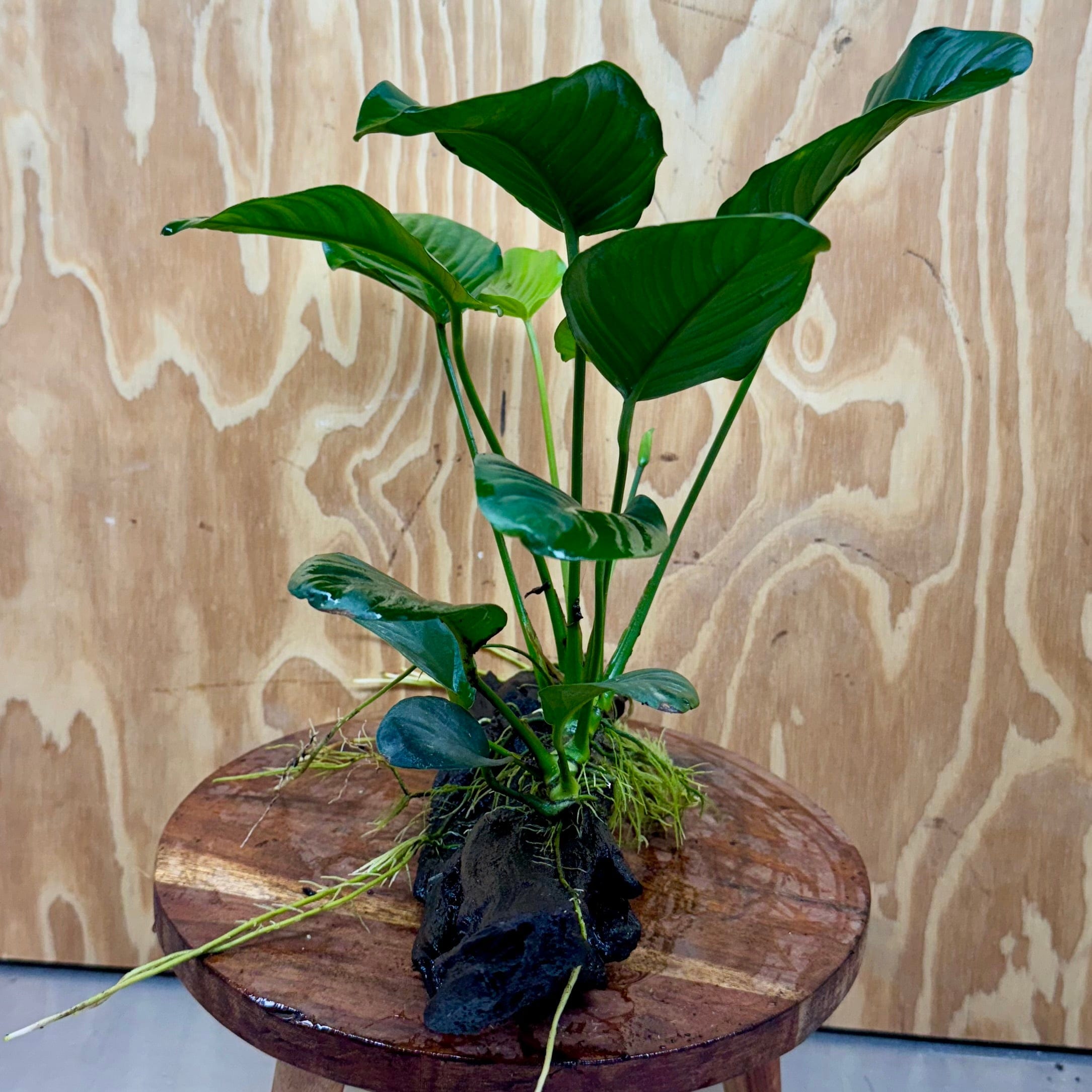 Scapeshop.com.au One Only Anubias 'Jenny' on Medium Driftwood Creation - One Only - Grace Anubias Jenny on Medium Driftwood - ONE ONLY - Scapeshop